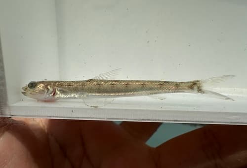 Shortfin Lizardfish