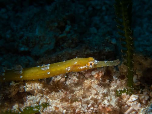Shortfin Pipefish