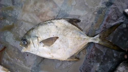 Shortfin Pompano