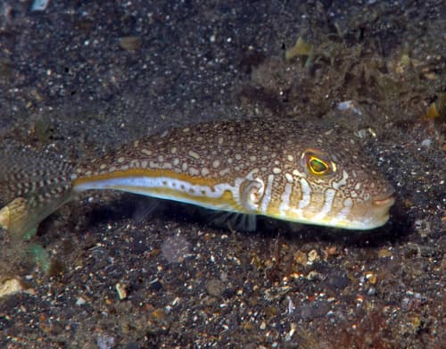 Shortfin Pufferfish