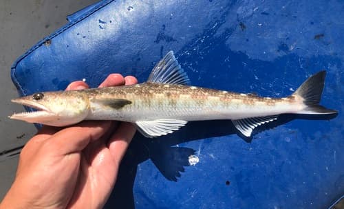 Shorthead Lizardfish