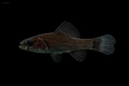 Shorthead Pirate Perch