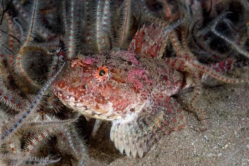 Shorthorn Sculpin