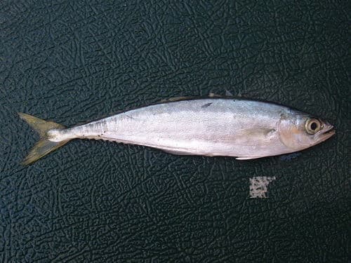 Shortjaw Leather Jack