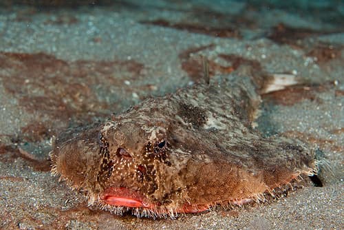 Shortnose Batfish