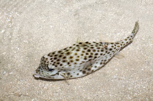 Shortnose Boxfish