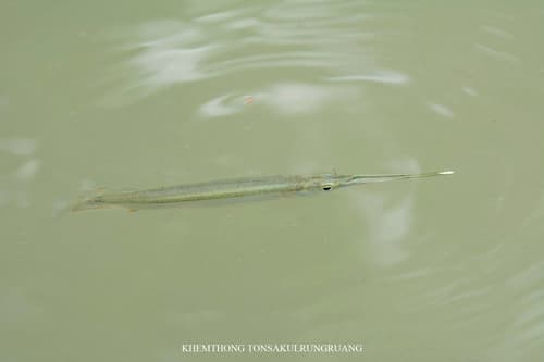 Shortnose River Garfish