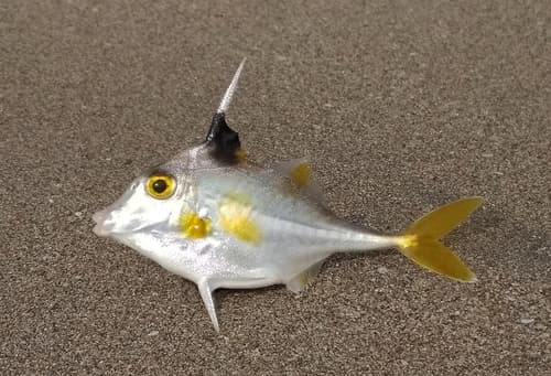 Shortnose Tripodfish