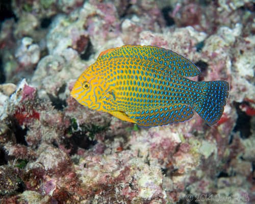 Shortnose Wrasse