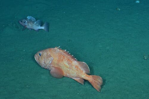 Shortraker Rockfish