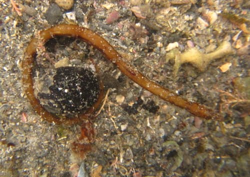 Shortsnout Pipefish