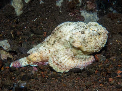 Shortsnout Scorpionfish