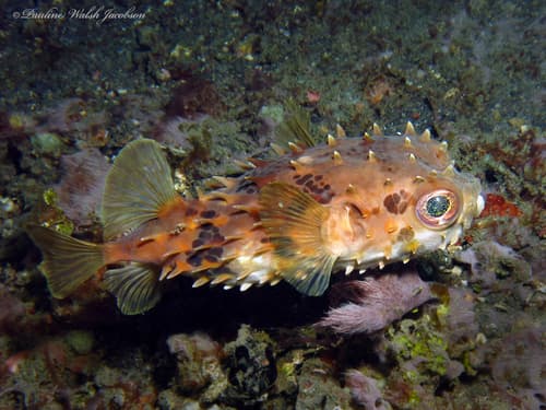 Shortspine Porcupinefish
