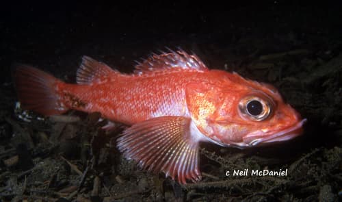 Shortspine Thornyhead