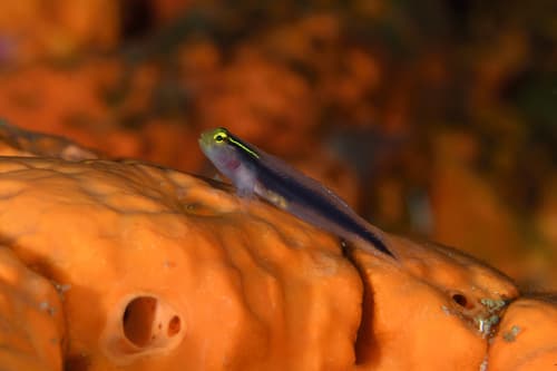 Shortstripe Goby