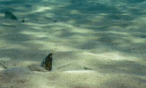 Shorttail Snake Eel