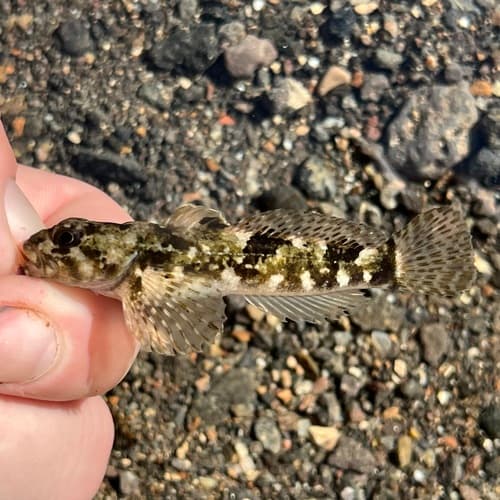 Shoshone Sculpin