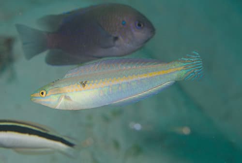 Shoulderspot Wrasse