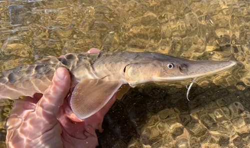 Shovelnose Sturgeon