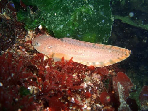 Showy Snailfish