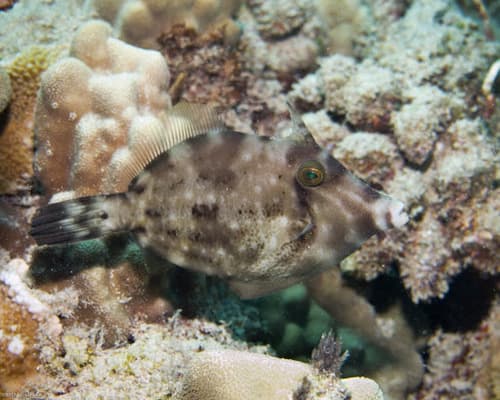 Shy Filefish