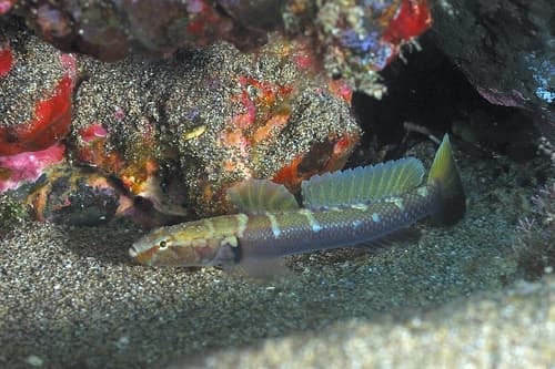 Shy Goby