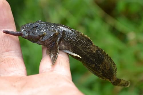 Siberian Sculpin