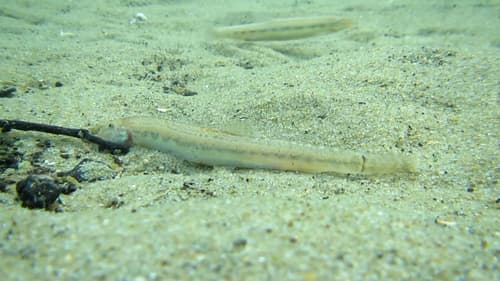 Siberian Spined Loach