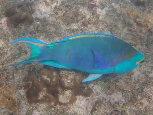 Sicklefin Parrotfish