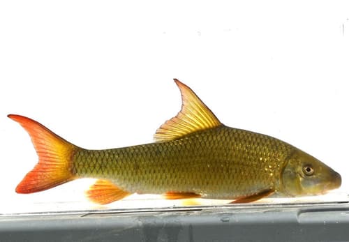 Sicklefin Redhorse