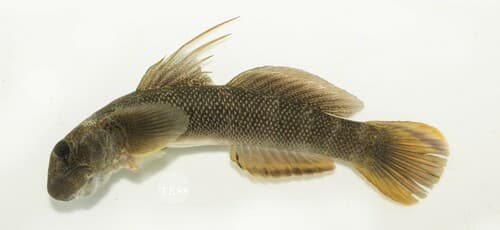 Sicydium bustamantei