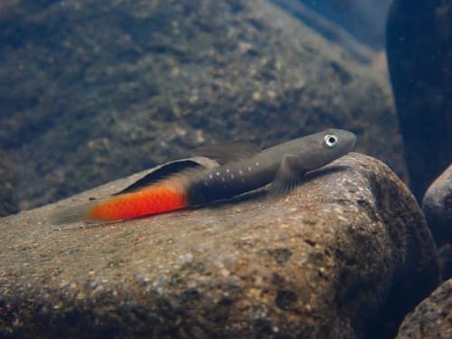 Sicyopus auxilimentus