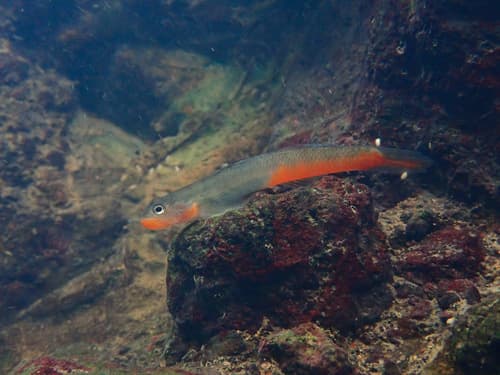 Red-tailed Goby