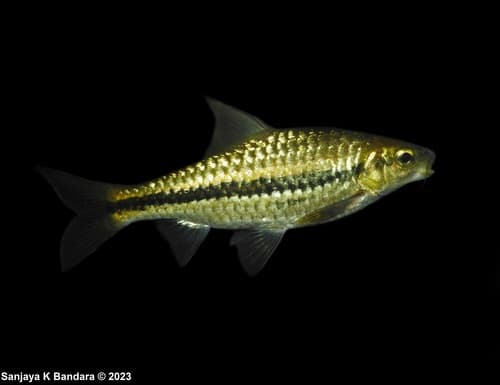 Side-striped Barb