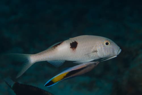 Sidespot Goatfish