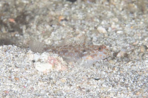 Sidespot Sandgoby