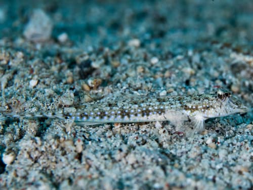 Sidespotted Dragonet