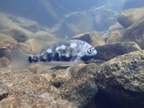 Siebold's Cichlid