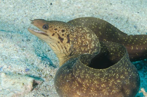 Sieve-patterned Moray