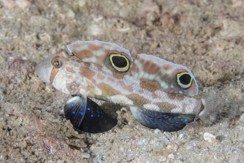 Signal Goby