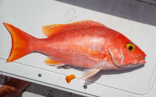 Silk Snapper