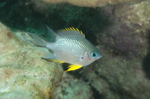 Silolona Damselfish