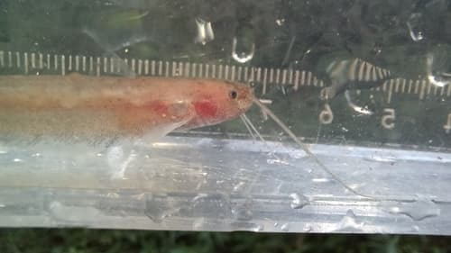 Silurichthys schneideri