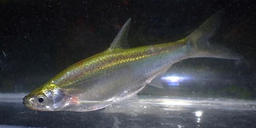 Silver Blade Minnow
