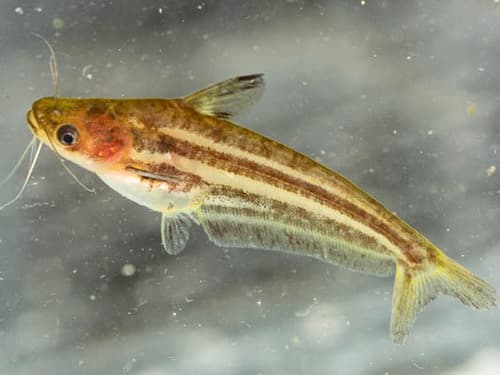 Silver Butter Catfish