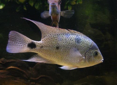 Silver Cichlid