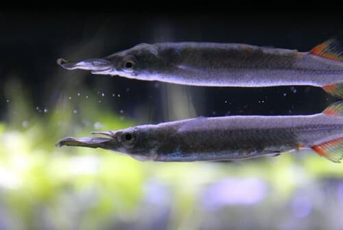 Silver Halfbeak