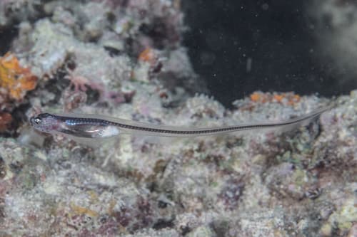 Silver Pearlfish