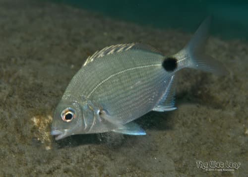 Silver Porgy
