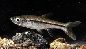 Silver Rasbora